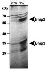 BNIP3 Antibody in Western Blot (WB)