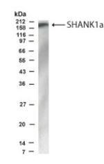 SHANK1 Antibody in Western Blot (WB)
