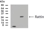 Rattin Polyclonal Antibody