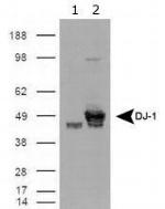 DJ-1 Antibody in Western Blot (WB)