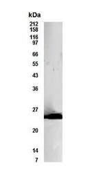 Bcl-10 Polyclonal Antibody