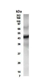 CUG-BP2 Polyclonal Antibody