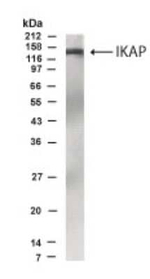 IKAP Polyclonal Antibody
