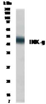 IKK gamma Polyclonal Antibody