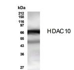 HDAC10 Polyclonal Antibody