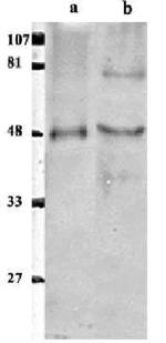 EAP2 Polyclonal Antibody