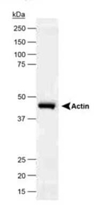 beta Actin Antibody in Western Blot (WB)