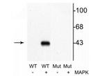 Phospho-MEK1 (Thr292) Antibody in Western Blot (WB)