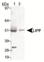 LIPF Polyclonal Antibody