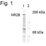 Phospho-NMDAR2A/NMDAR2B (Tyr1252) Antibody in Western Blot (WB)