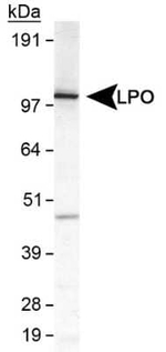 LPO Polyclonal Antibody