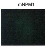 NPM1 (mutant) Polyclonal Antibody