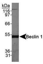 Beclin 1 Antibody in Western Blot (WB)
