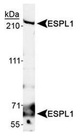 Separase Antibody in Western Blot (WB)