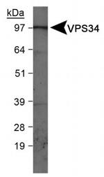 VPS34 Antibody in Western Blot (WB)