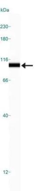 VPS34 Antibody in Western Blot (WB)