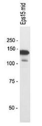 Eps15 Antibody in Western Blot (WB)