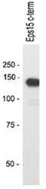 EPS15 Antibody in Western Blot (WB)