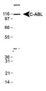 c-Abl Antibody in Western Blot (WB)
