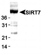 SIRT7 Antibody in Western Blot (WB)