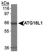 ATG16L1 Polyclonal Antibody