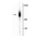 Dopamine beta Hydroxylase Polyclonal Antibody