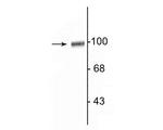 GluR2/GluR3 Polyclonal Antibody