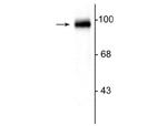 GRASP1 Polyclonal Antibody