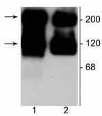 mGluR1/mGluR5 Polyclonal Antibody