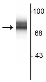 Synapsin 1 Antibody in Western Blot (WB)