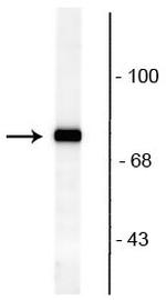 Phospho-RPH3A (Ser234) Antibody in Western Blot (WB)