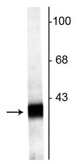 Synaptoporin Polyclonal Antibody