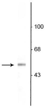 VGAT Polyclonal Antibody