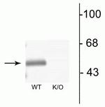 GABRA3 Antibody in Western Blot (WB)