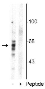 Phospho-Tau (Ser416) Antibody in Western Blot (WB)