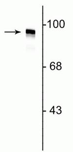 Dynamin 1 Polyclonal Antibody