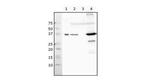 recA Antibody in Western Blot (WB)
