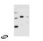 recA Antibody in Western Blot (WB)