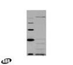 TAF6p Antibody in Western Blot (WB)