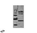 TAF11p Antibody in Western Blot (WB)