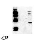 HIV1 p24 Antibody in Western Blot (WB)