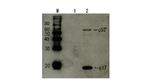 HIV1 p17 Antibody in Western Blot (WB)