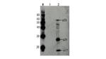HIV1 p55 Antibody in Western Blot (WB)