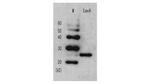 LexA Antibody in Western Blot (WB)