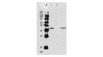 Rhp51 Antibody in Western Blot (WB)