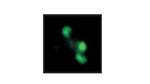 SWI6 Antibody in Western Blot (WB)