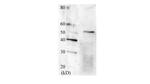 SWI6 Antibody in Western Blot (WB)