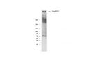 RANBP2 Antibody in Western Blot (WB)