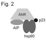 AIP Antibody
