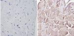 CLOCK Antibody in Immunohistochemistry (Paraffin) (IHC (P))